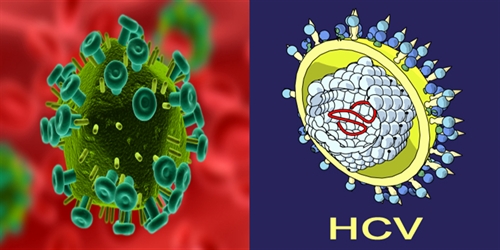 hiv and hcv