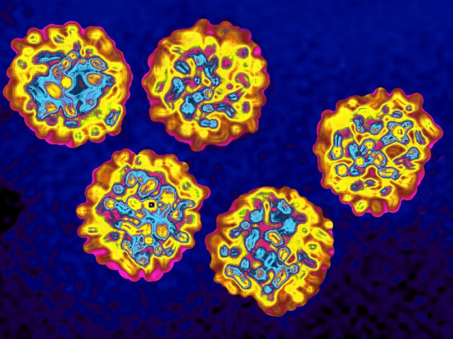Understanding Viral Load and Hepatitis C Treatment Success