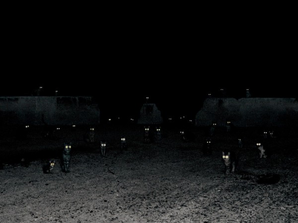 andrea-galvani-14-600x449.jpg