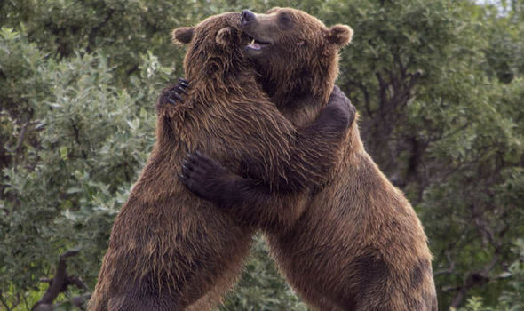 BearHug.jpg