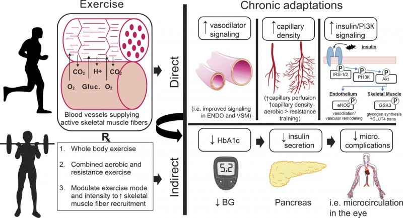 Exercise&IR.jpg