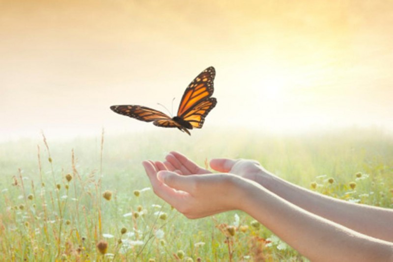 live-butterfly-release_1024x1024.jpg