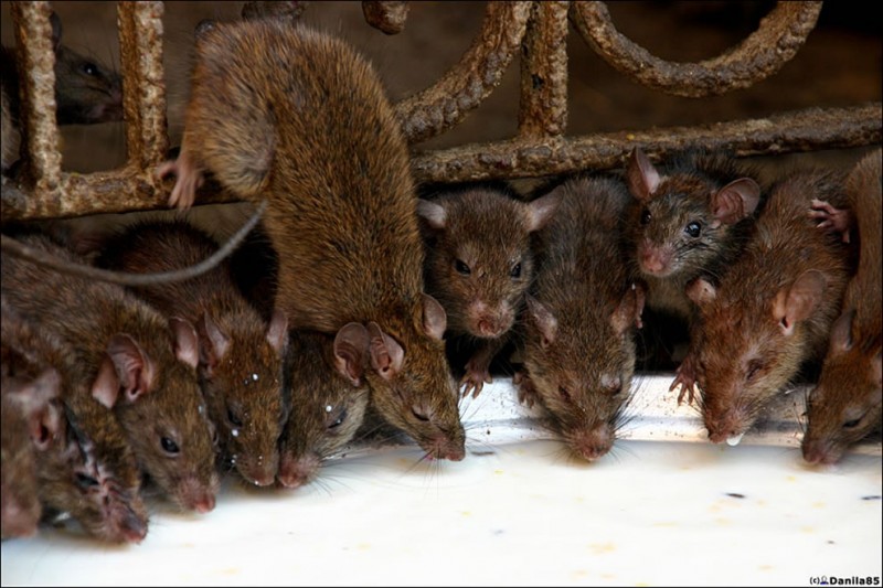 more-rats-at-rat-temple[1].jpg